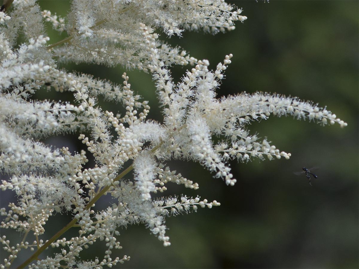 Aruncus sylvestris